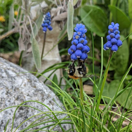 Hummel an blauer Traubenhyazinthe